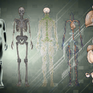 Anatomy and Physiology